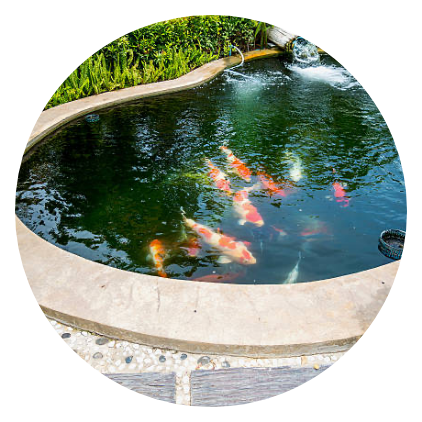 Mid Circle Custom Fish Ponds