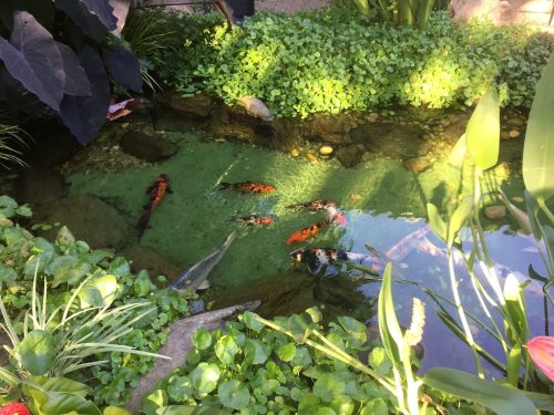 Pool Cleaning Service Fort Lauderdale 11