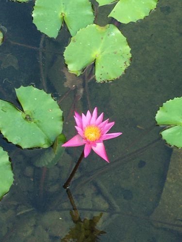 Pool Cleaning Service Fort Lauderdale 12