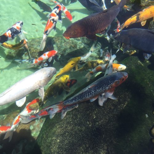 Pool Cleaning Service Fort Lauderdale 7